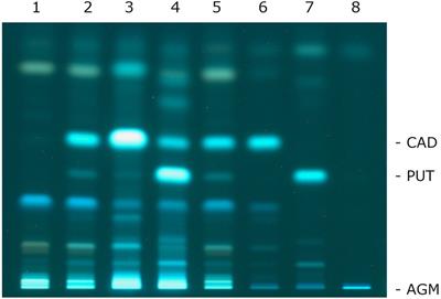 Production of Putrescine and Cadaverine by Paucilactobacillus wasatchensis